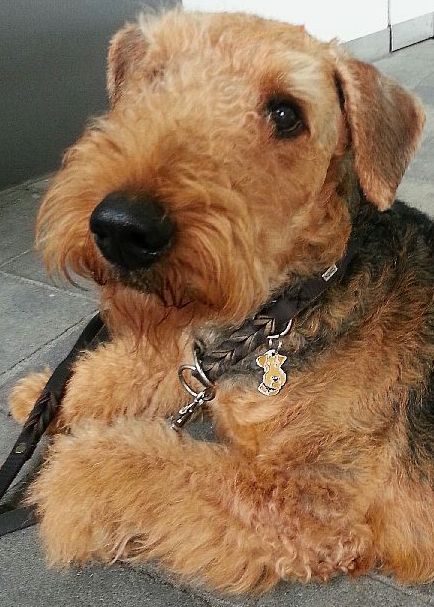 airedale01.jpg
