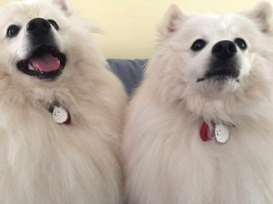 american-eskimo-dog-Blizzard-Summer.jpg