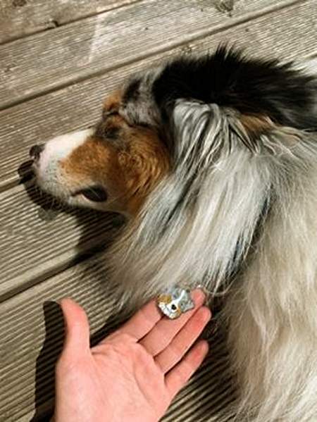 ausstralian_shepherd_blue.jpg