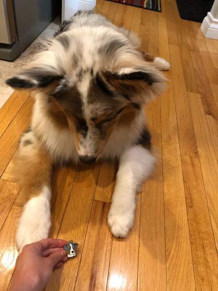ausstralian_shepherd_loki.jpg