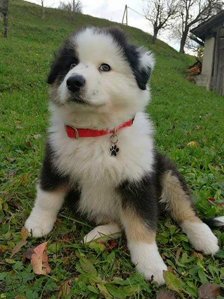 australian-shepherd-black-paw.jpg