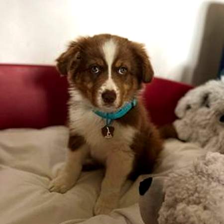 australian-shepherd-red-fr.jpg