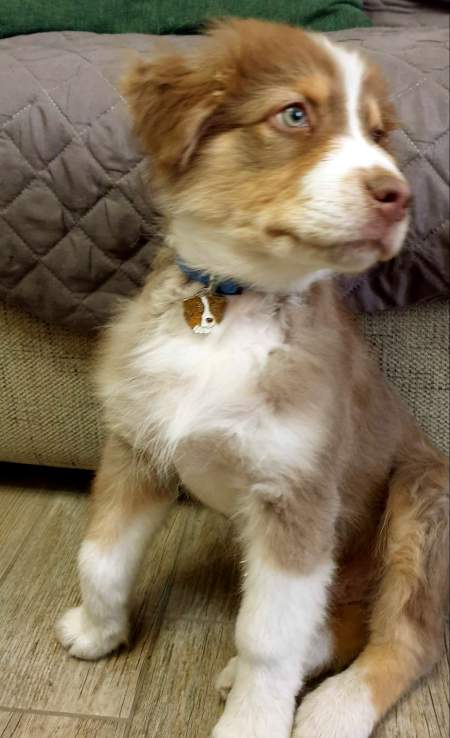 australian-shepherd-red-it.jpg
