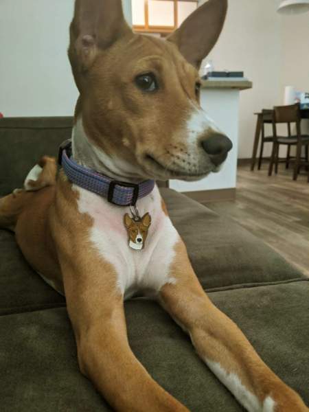 basenji-red-us.jpg