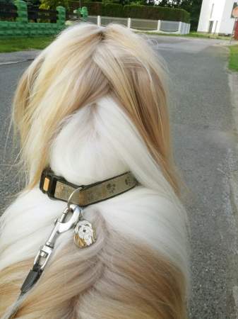 bearded-collie-or.jpg