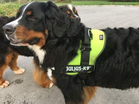 bernese-mountain-sl1.jpg