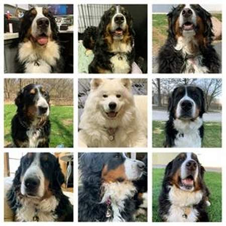 bernese-samoyede-us.jpg