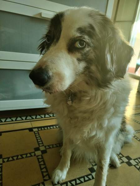 border-collie-blue-merle-es.jpg