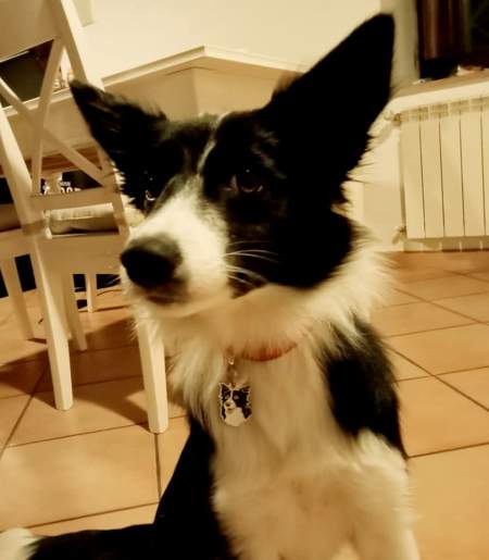 border-collie-kir-it.jpg