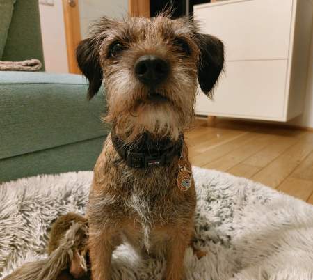 border-terrier-cz.jpg