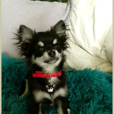 chihuahua-Ouisty.jpg