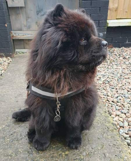 chow-chow-black-en.jpg