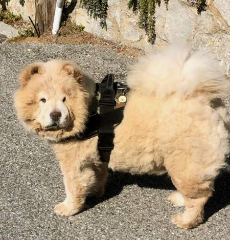chow-chow-fr.jpg