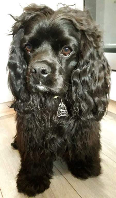 cocker-spaniel-black.jpg