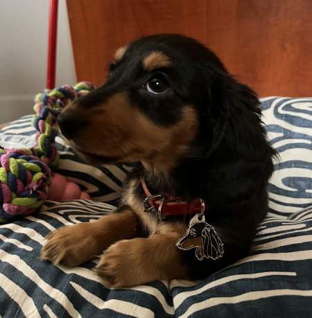 dachshund-fr4.jpg