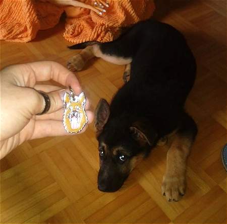 deutscher-schaferhund-zuza.jpg