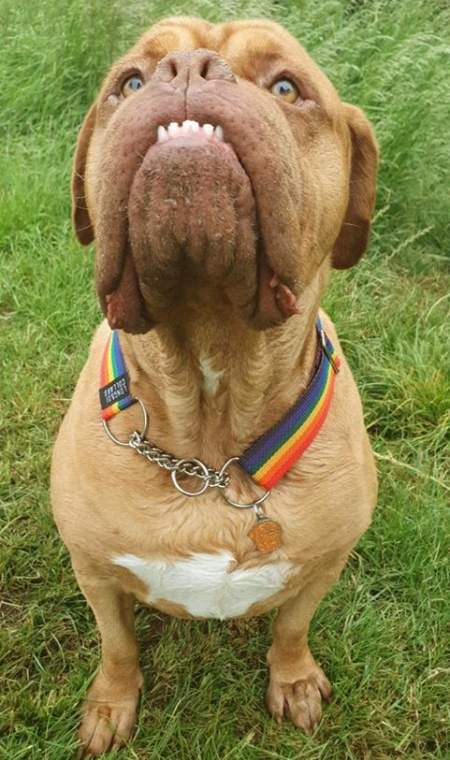 doguedebordeaux-lily.jpg