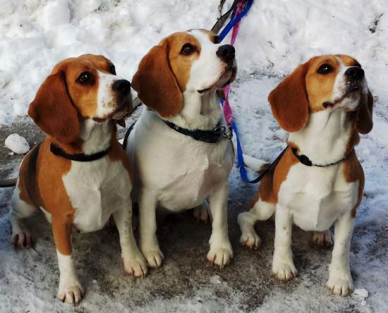 drei-beagle.jpg