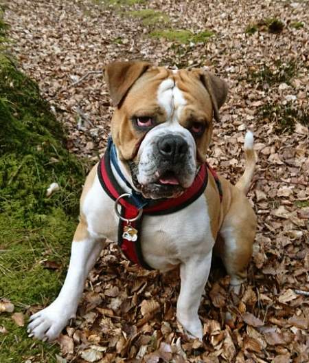 english-bulldog-ie.jpg
