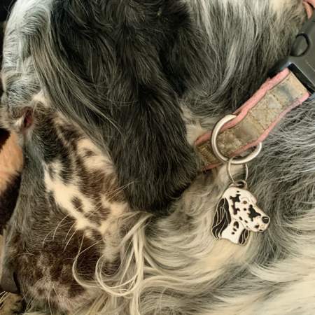english-setter-bwgb.jpg