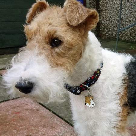 fox-terrier-en.jpg