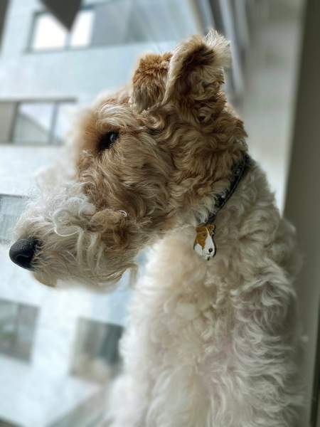 fox-terrier-ro2.jpg