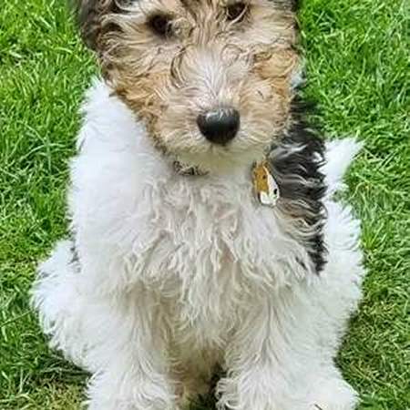 fox-terrier-uk.jpg