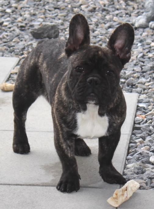 franzosische-bulldogge-lines.jpg
