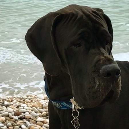 great-dane-black-it.jpg