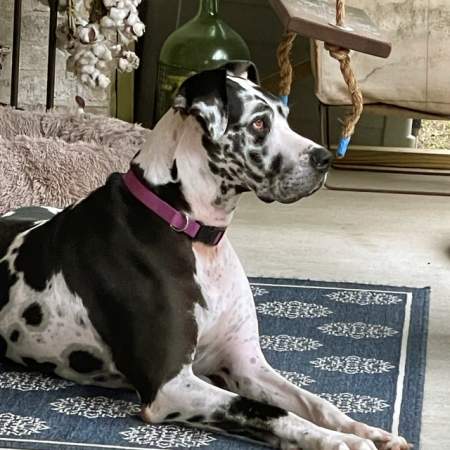 great-dane-harlequin.jpg