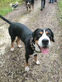 grosser-schweizer-sennenhund-hoover-endo.jpg