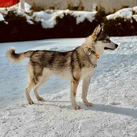 husky-ca.jpg