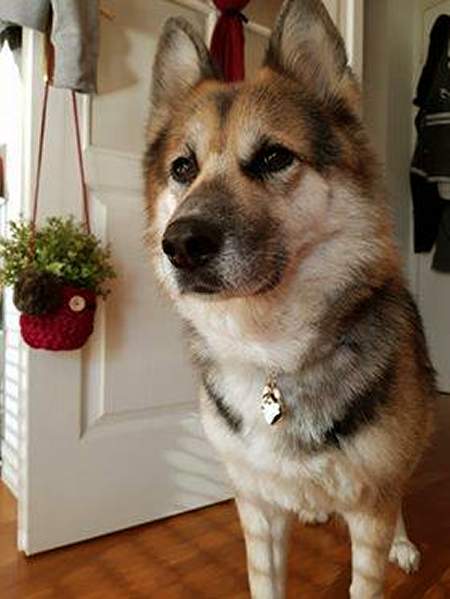 husky-shepperd-maia.jpg