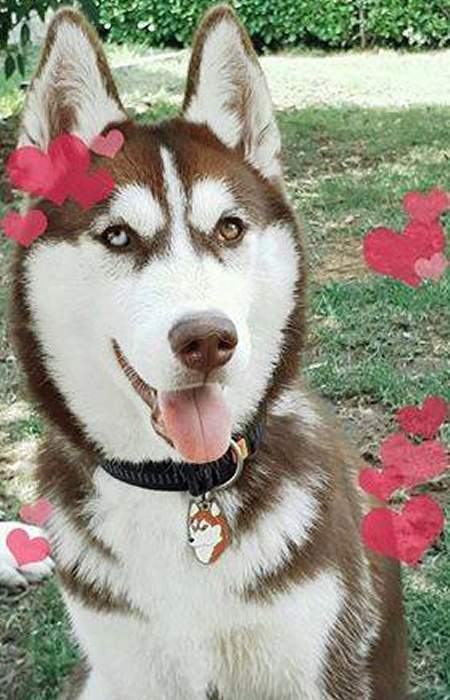 husky-siberien-brun.jpg