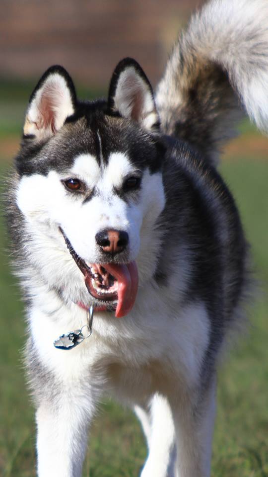 husky4.jpg