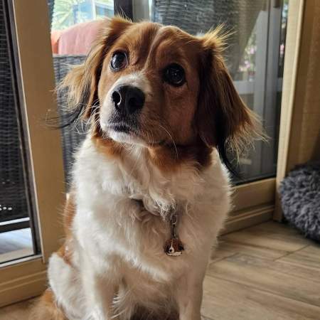 kooikerhondje-3nl.jpg