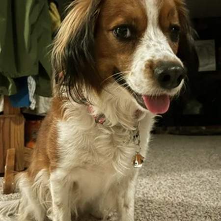 kooikerhondje-us.jpg