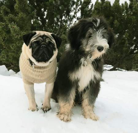 mops-bearded-collie1.jpg