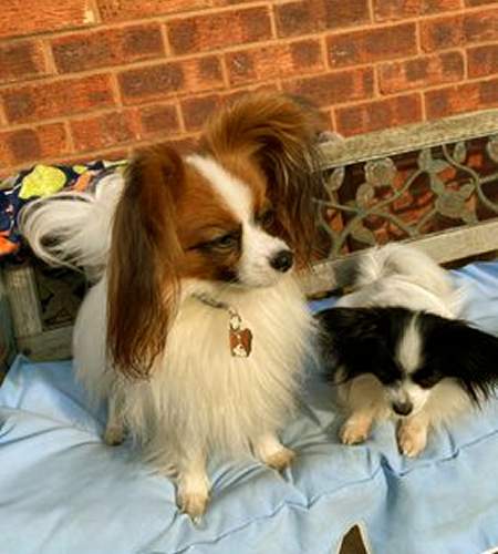 papillon-wb-uk.jpg