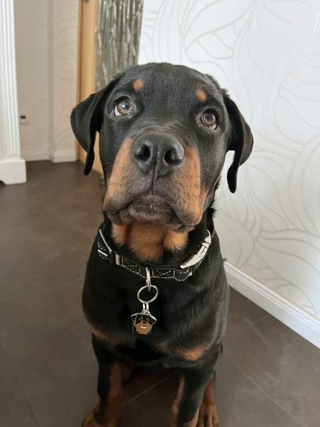 rottweiler-rudi-de.jpg