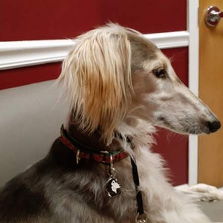 saluki-us.jpg