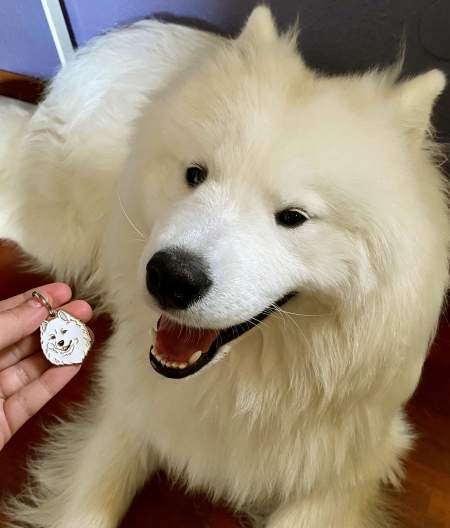 samoyede-de2.jpg