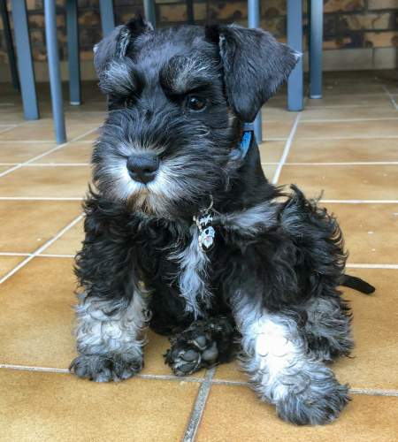 schnauzed-black-silver-au.jpg