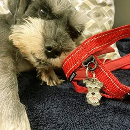 schnauzer-ps-hk.jpg