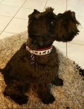 schnauzer-remus.jpg