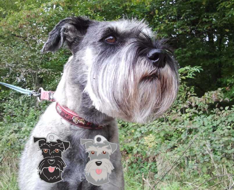 schnauzer.jpg
