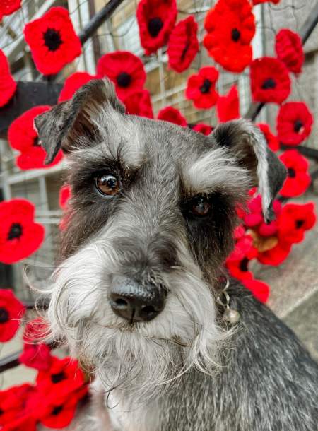 schnauzer_sr_cr_UK.jpg