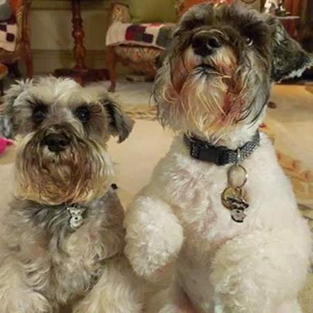 schnauzers-us.jpg