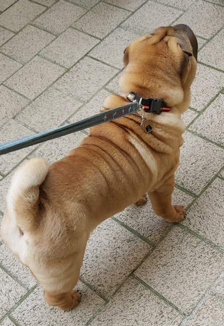 shar-pei-be.jpg