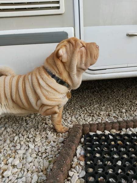 shar-pei3-be.jpg
